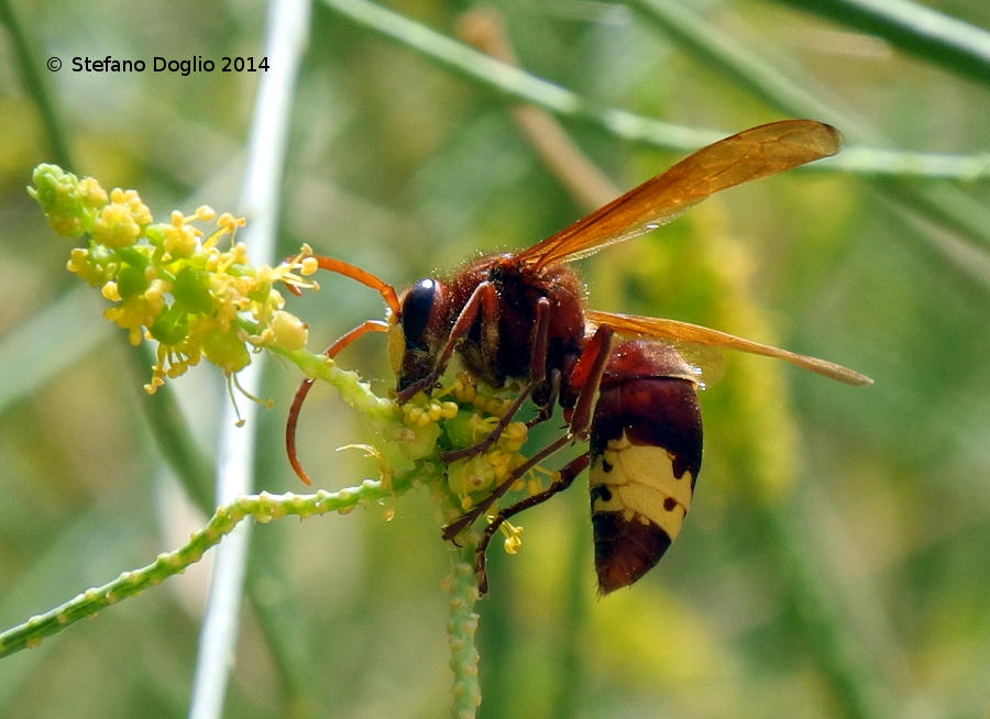 vespe israeliane: Vespa orientalis e Sphecidae sp.